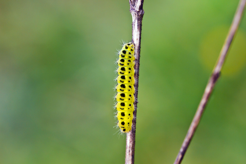 Zygaena filipendulae