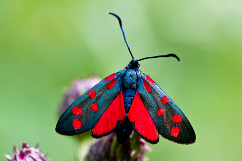  Zygaena filipendulae