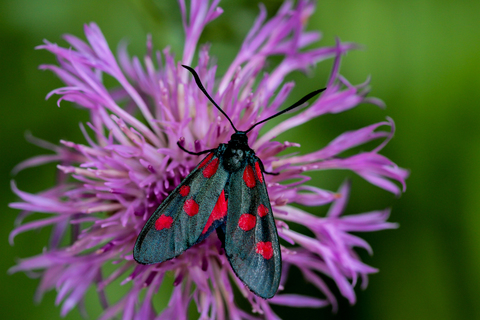 Zygaena lonicerae