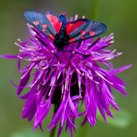 Zygaena lonicerae