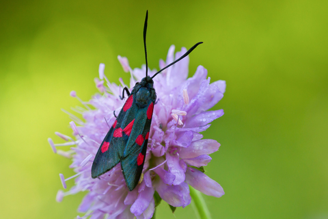 Zygaena lonicerae