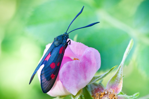 Zygaena lonicerae