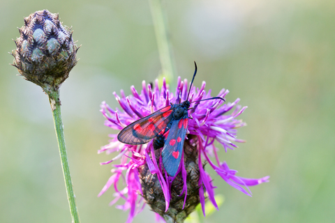 Zygaena lonicerae