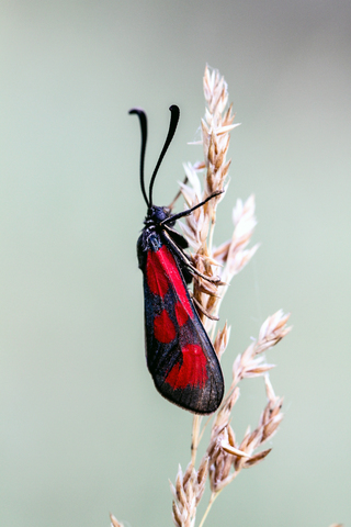 Zygaena loti