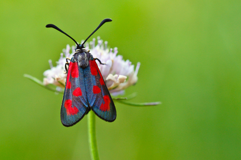 Zygaena loti