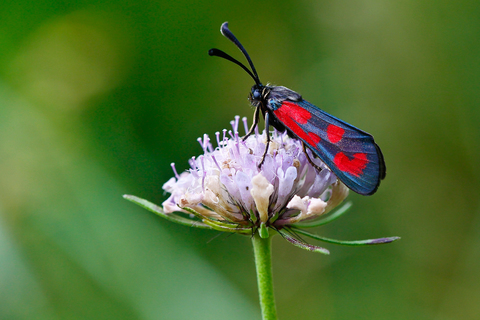 Zygaena loti